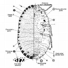   Rastrococcus spinosus  
 Illustration by Williams 